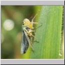 Cicadella viridis - Zwergzikade 01.jpg